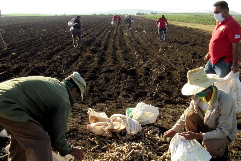 trabajo voluntario CTC congreso 4