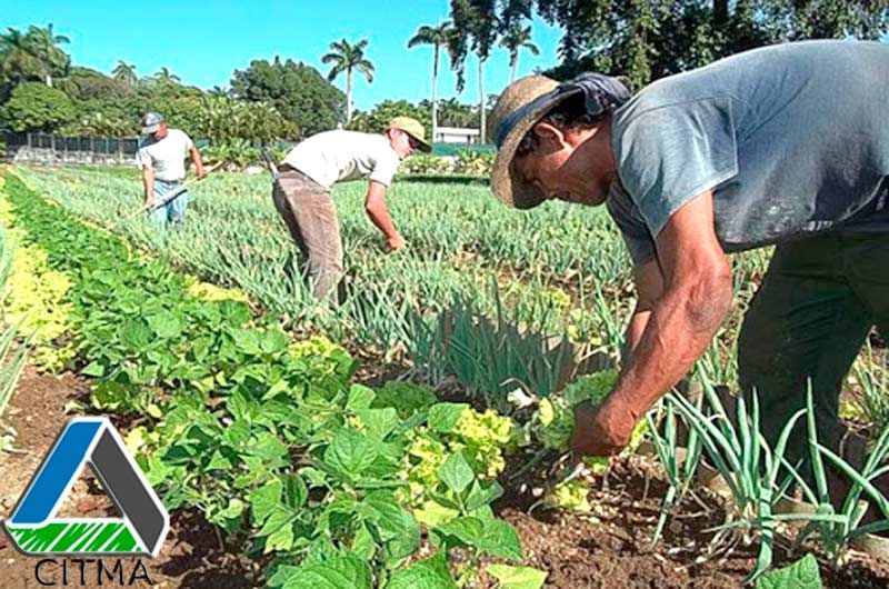 soberania alimentaria citma