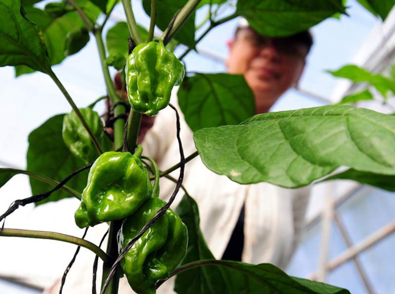 CRD comercio exterior 4