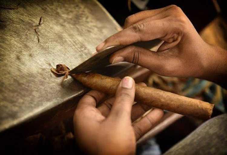 agricultura tabaco 2