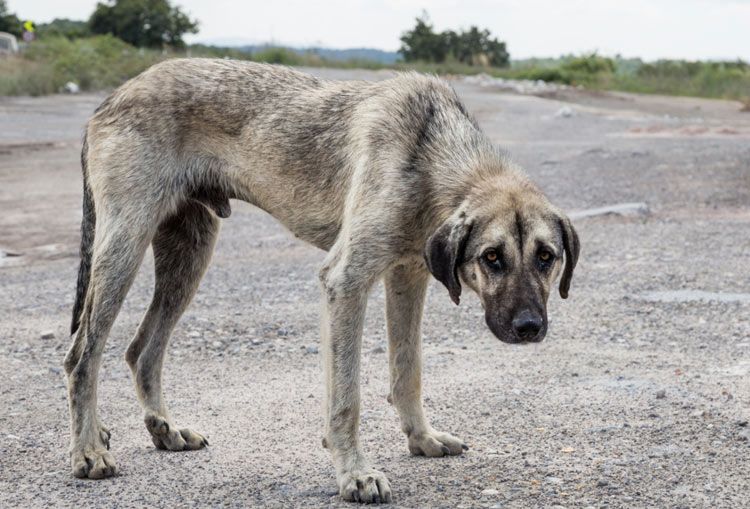 maltrato animal 1