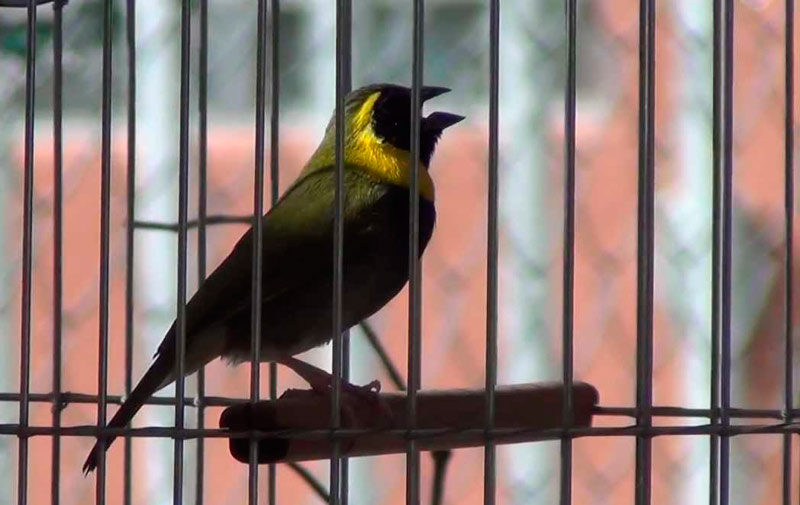 animal bienestar ley cuba