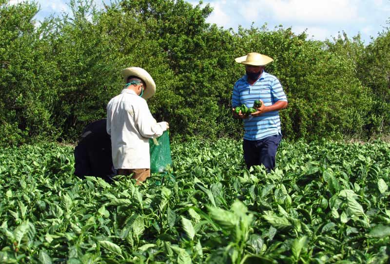 comentario disturbios 2