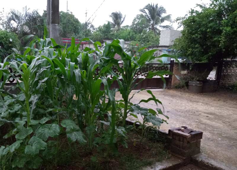 tormenta tropical elsa 1