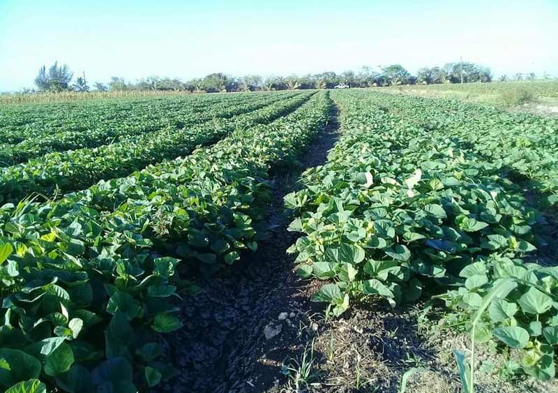 agroecológico grupo Hguin 2