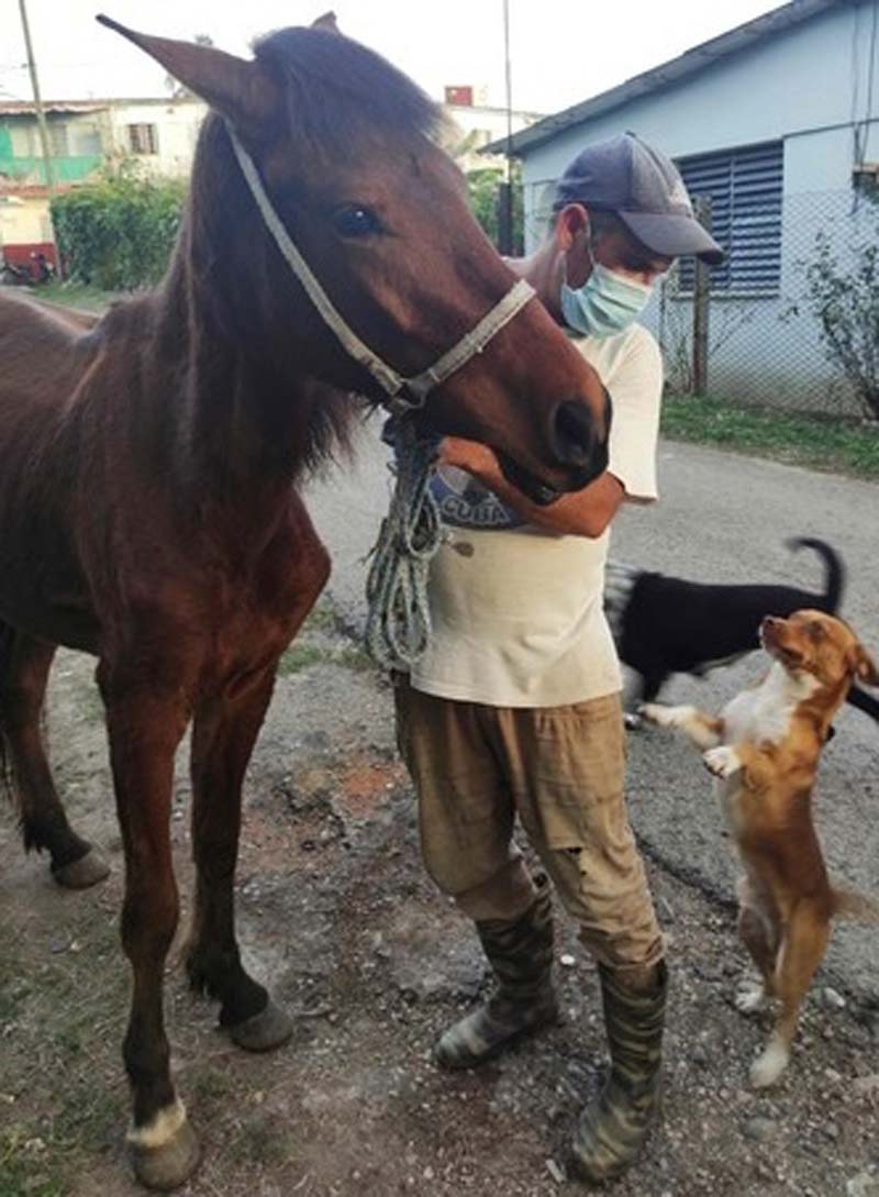Bienestar animal cuba 3