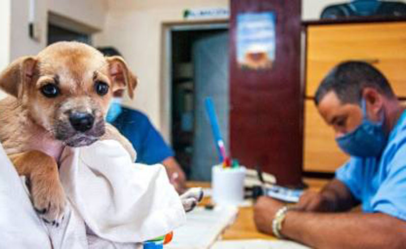 animal decreto 4