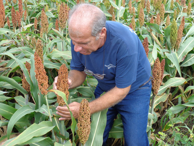 Cultivo de sorgo