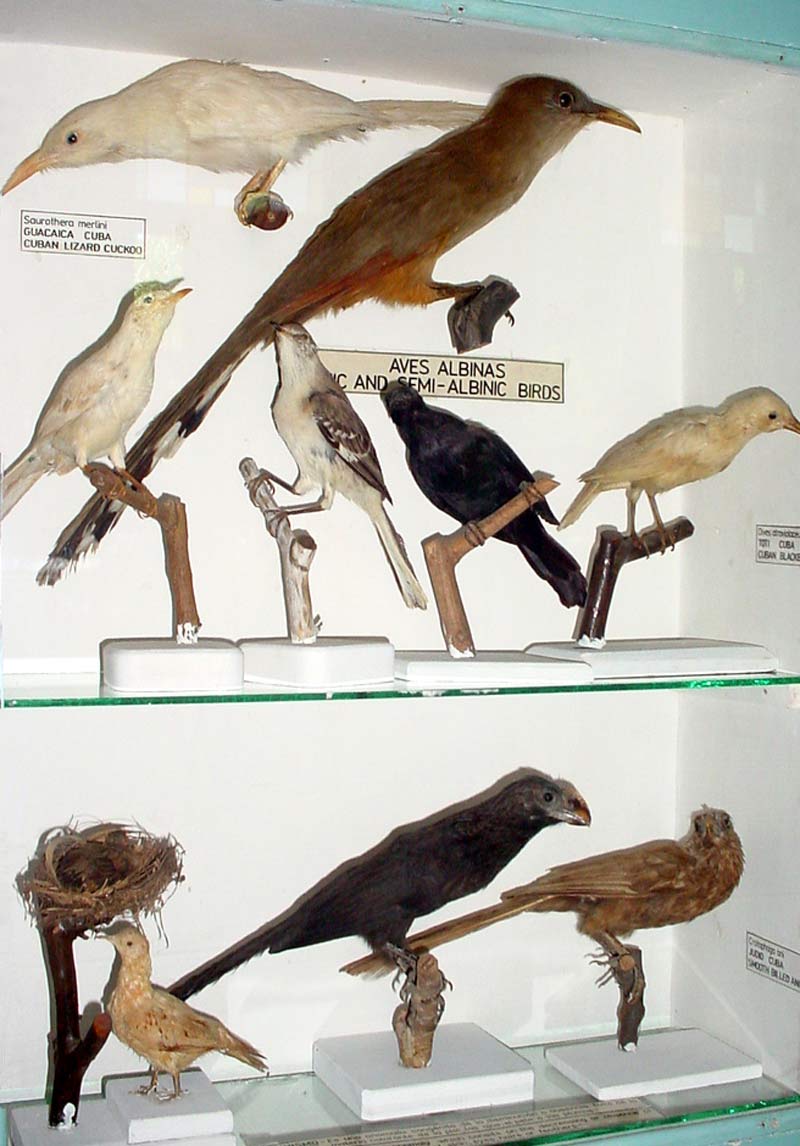 ELA Museo Gibara 04