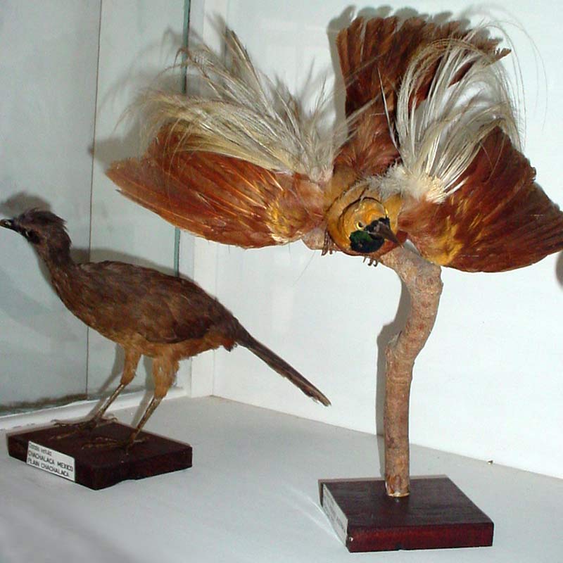 ELA Museo Gibara 06