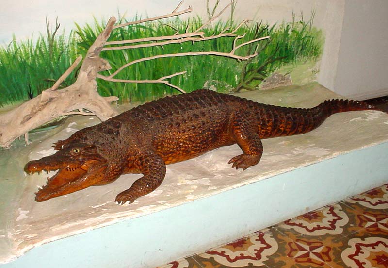 ELA Museo Gibara 07