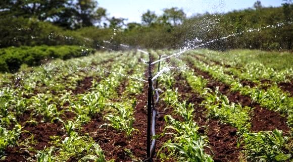 agricultura sembardo