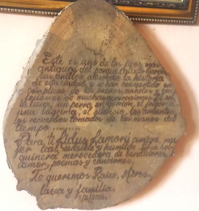 ficus cantante hoguin