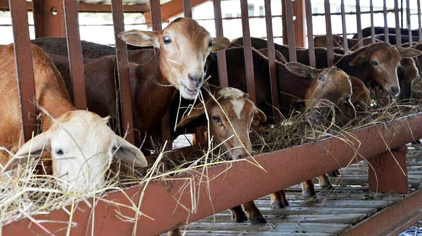 ganado ovino modulos pecuarios holguin