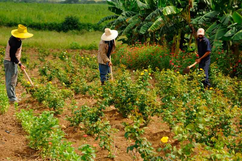 báguanos recorrido ELA 2