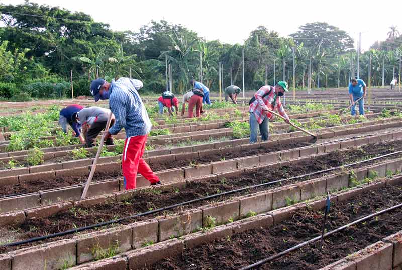 Trabajo voluntario ATH 1