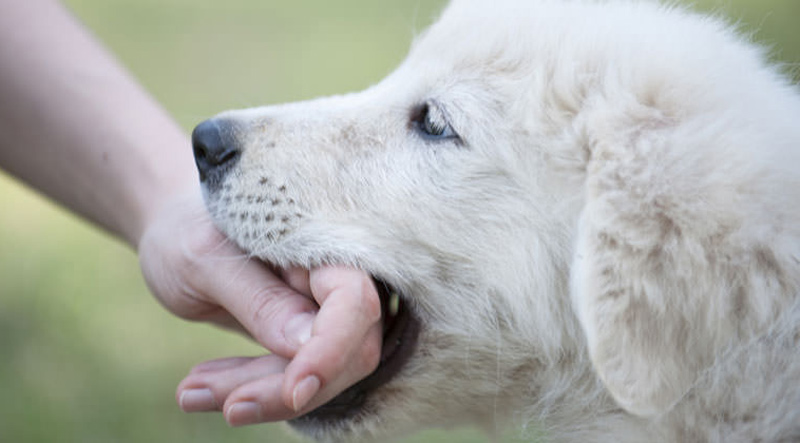 perro muerde persona