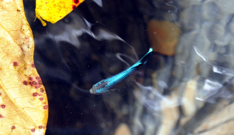 betta ELA Fotorr 02