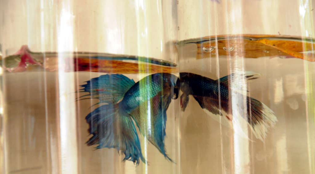 betta ELA Fotorr 03