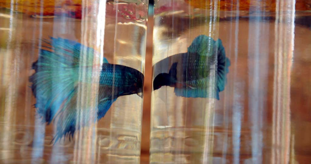 Pez betta ELA Fotorr 05