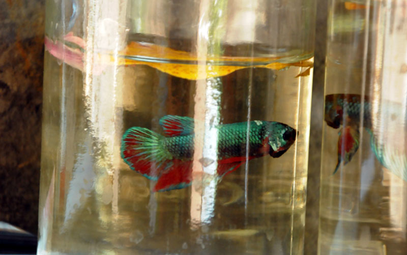 Pez betta ELA Fotorr 06