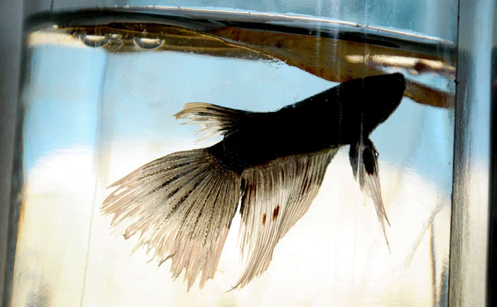 Pez betta ELA Fotorr 07