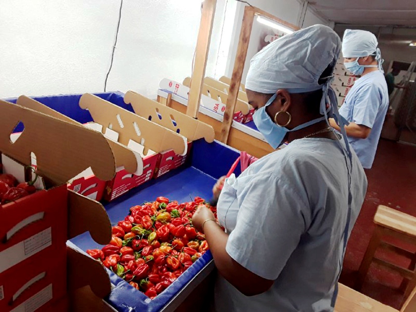 0 25 citricos cienfuegos 3