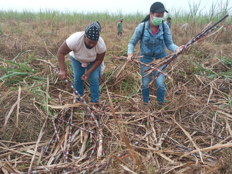 Holguin trabajovoluntario 1