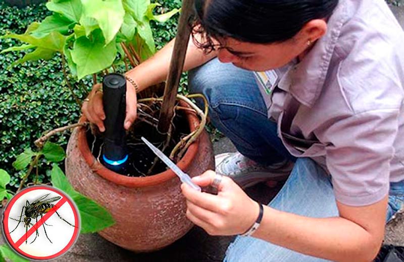 Mosquito aedes aegypti