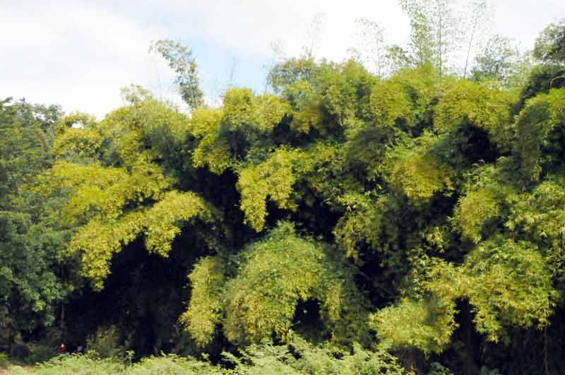 Sagua riqueza natura ELA 06