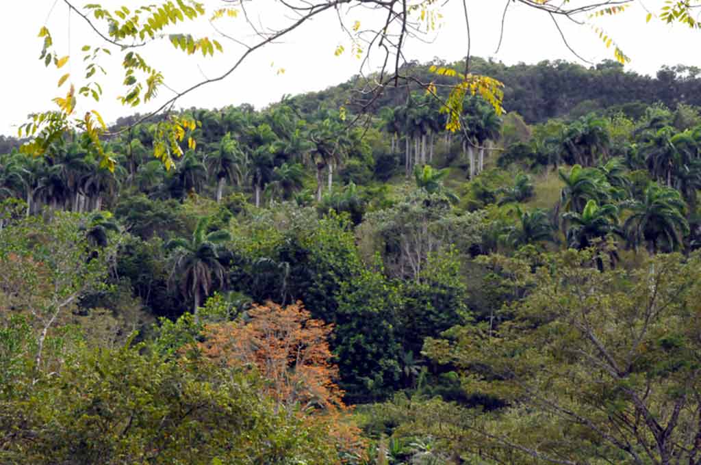 Sagua riqueza natura ELA 07