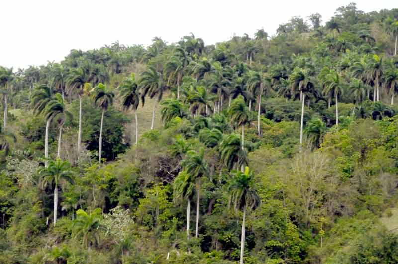 Sagua riqueza natura ELA 09