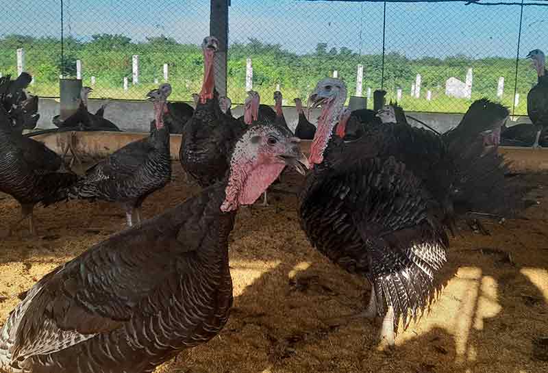 producción avícola Hoguín 1