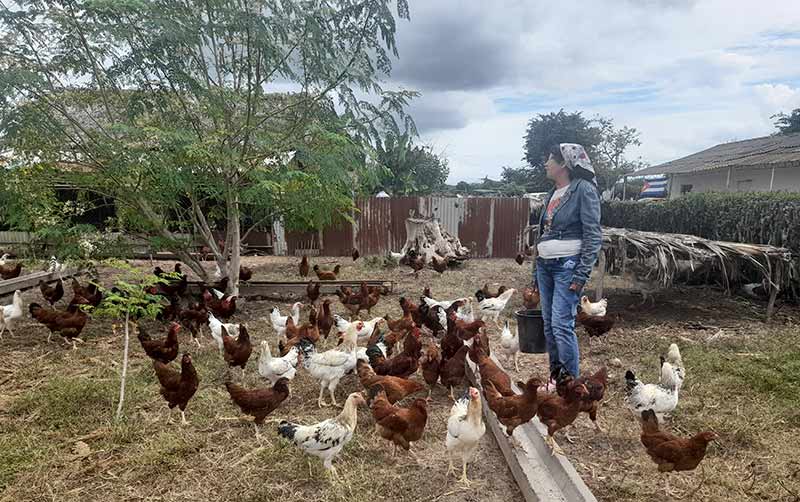 producción avícola Hoguín 4