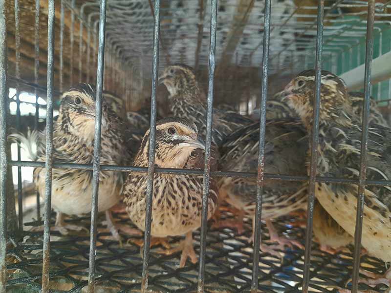 producción avícola Hoguín 5