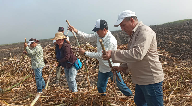 trabajo voluntario revolución 03
