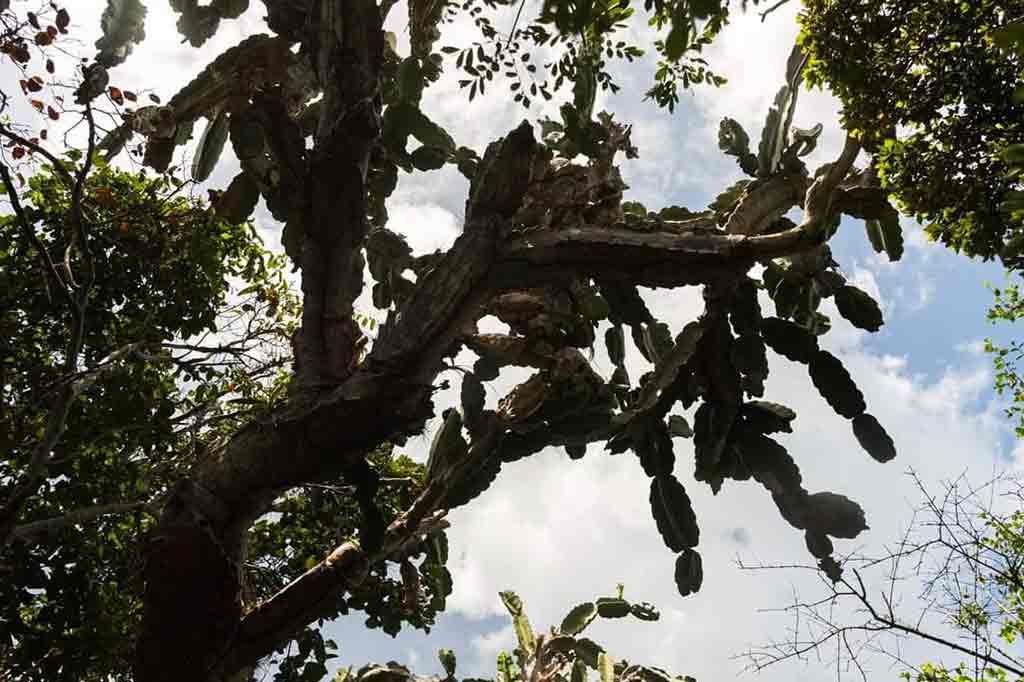 Sendero Eco Arqueológico Las Guanas 07