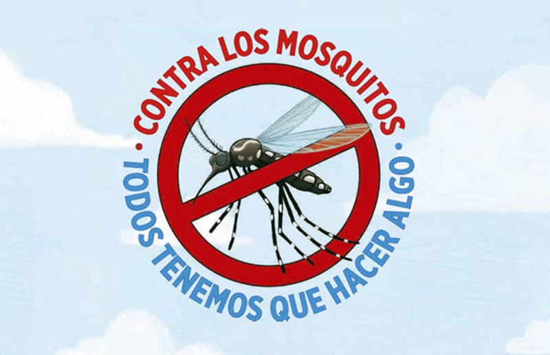 Aedes aegypti