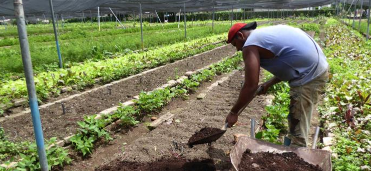 Agricultura.jpg