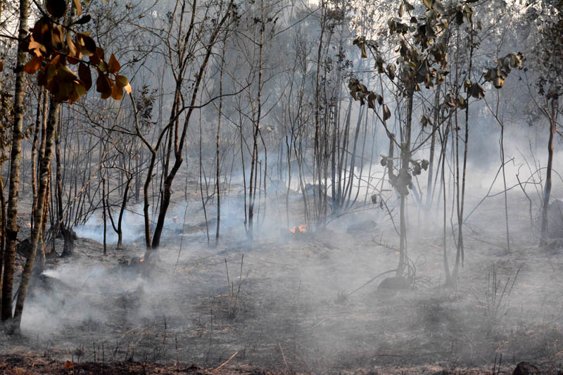 incendio Pinares 04