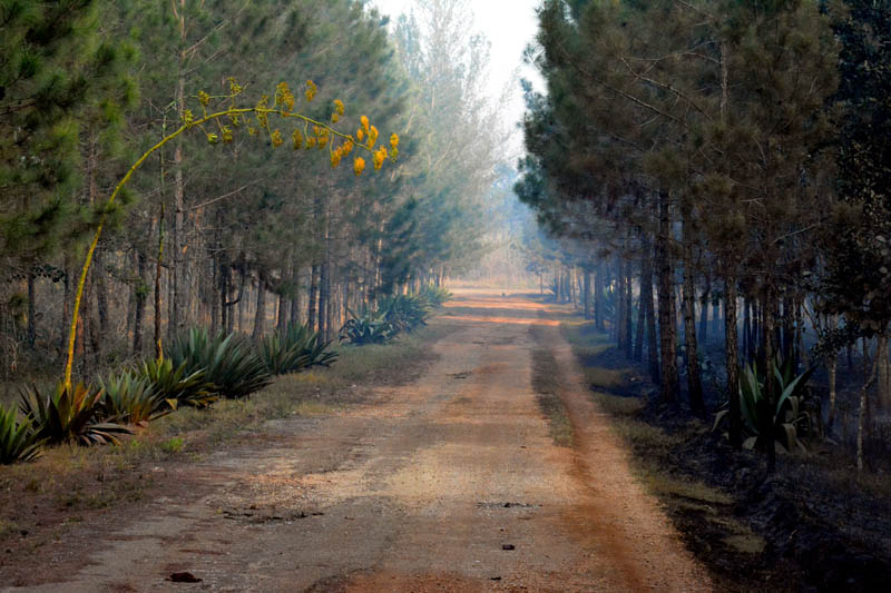incendio Pinares 05