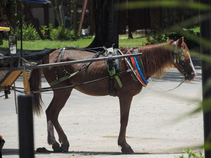 bienestar animal 2