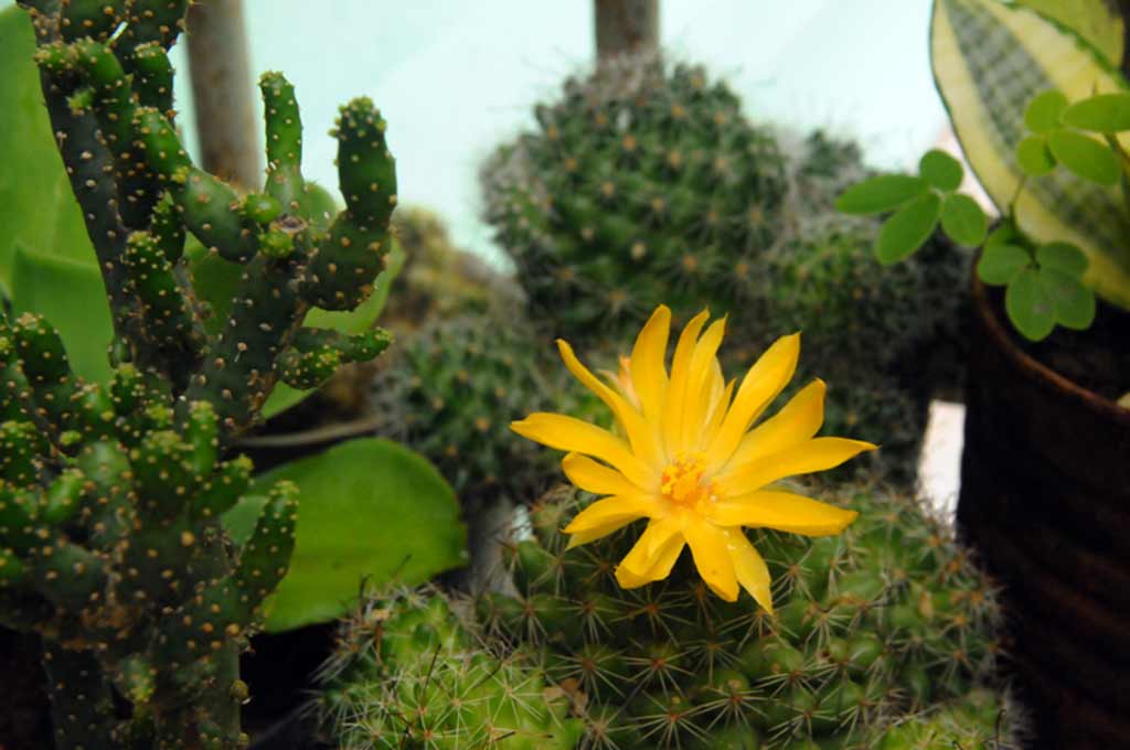cactus holguín ELA 01