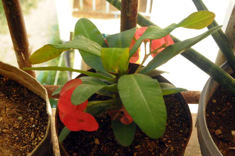 cactus holguín ELA 02