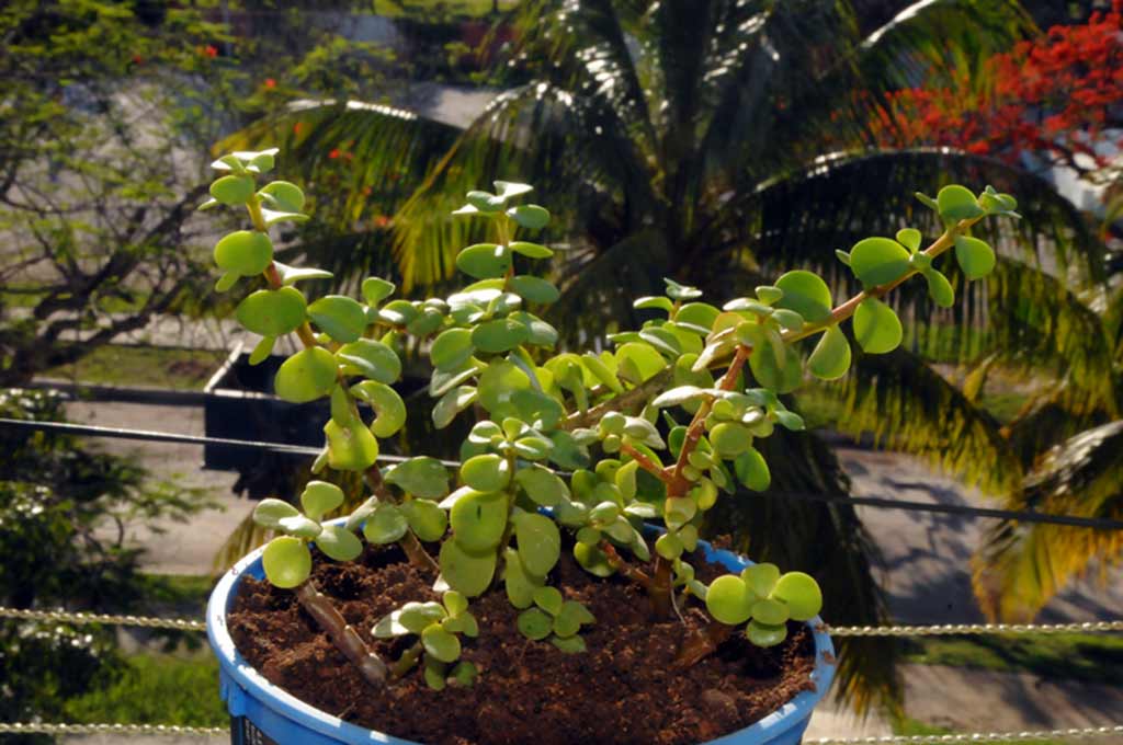 cactus holguín ELA 03