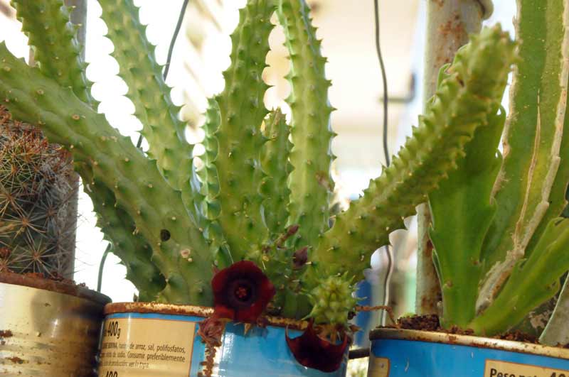 cactus holguín ELA 04