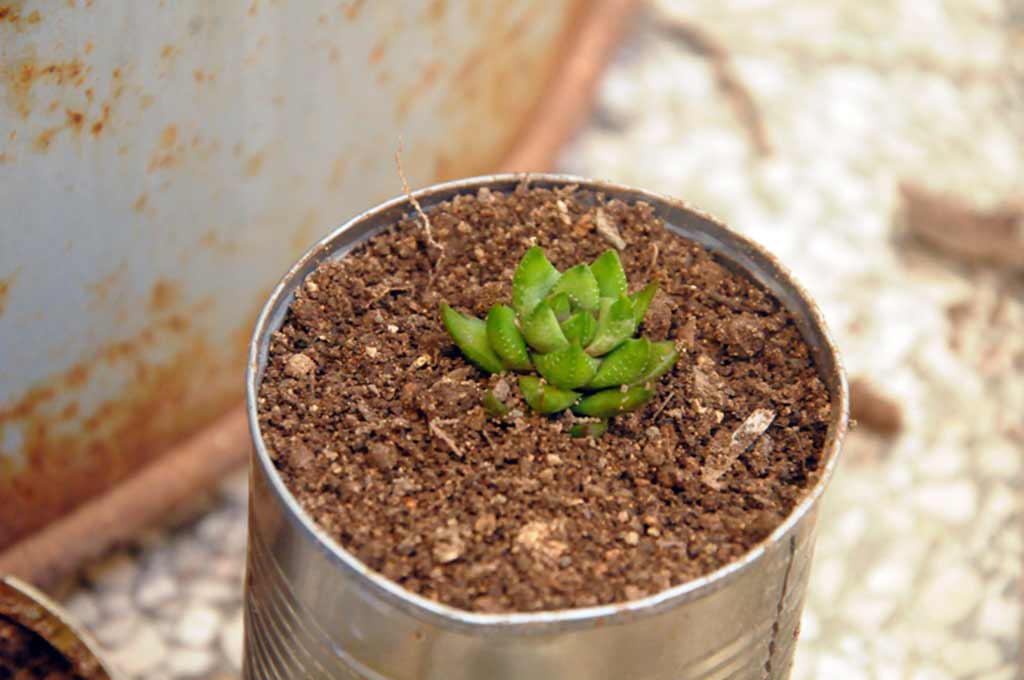 cactus holguín ELA 05