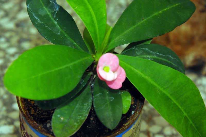 cactus holguín ELA 06
