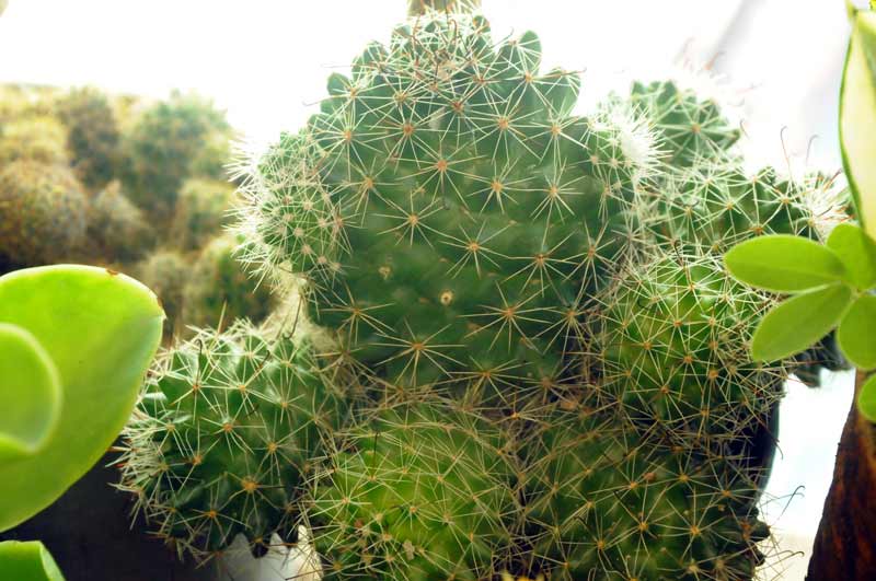 cactus holguín ELA 08