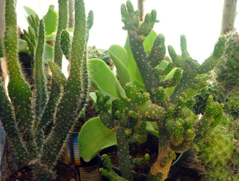 cactus holguín ELA 10